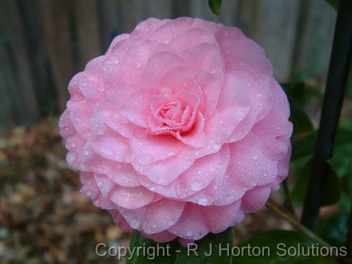 camelia Betty Ridley 